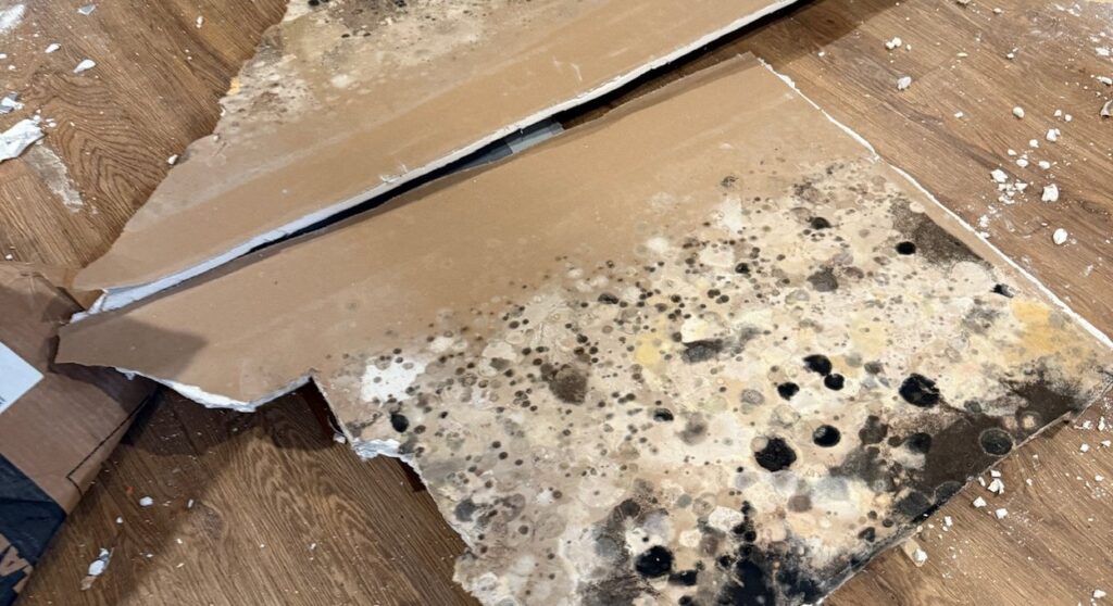 Drywall removed during mold remediation, with mold growing on the back side